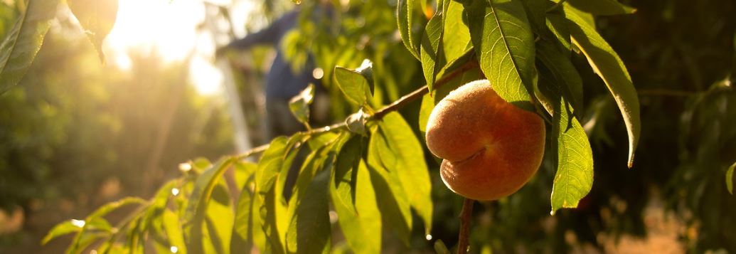 A peach orchard with a farmer in the background 
