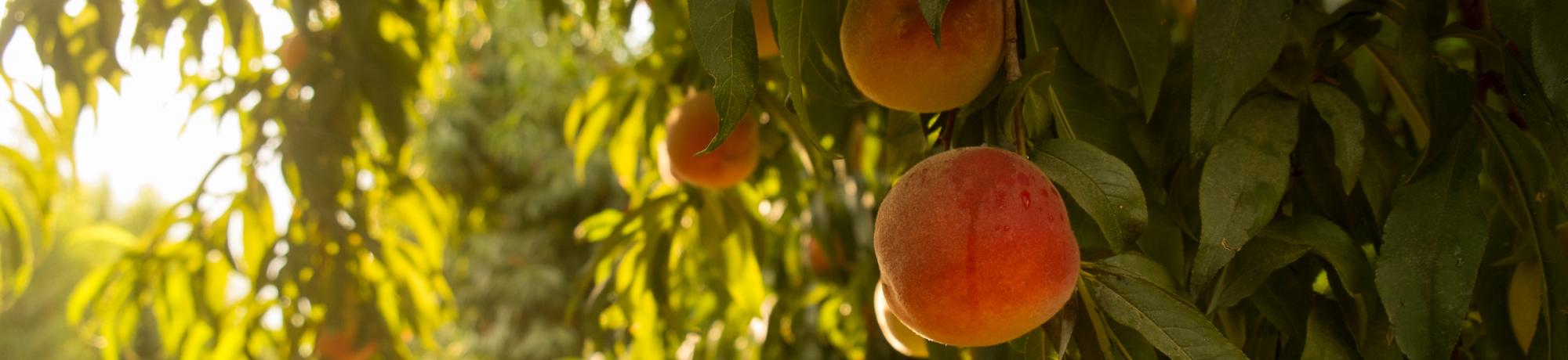 Fuji peaches