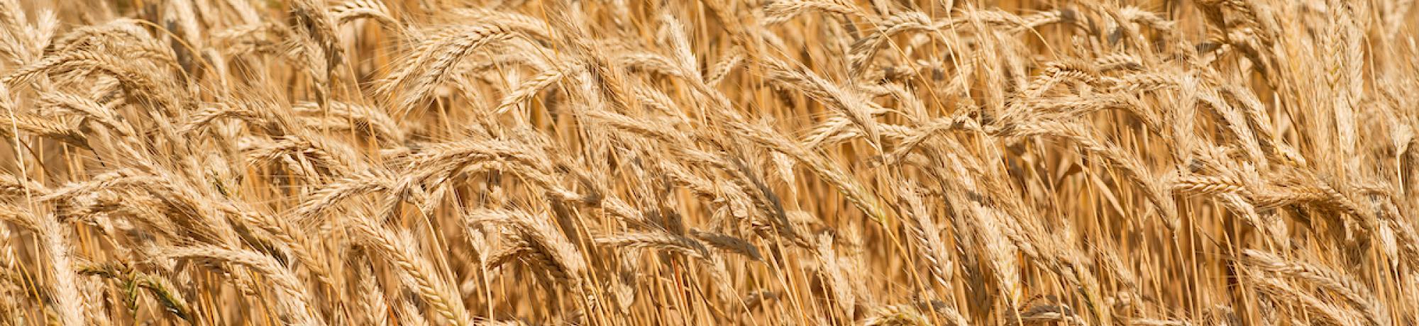 Wheat